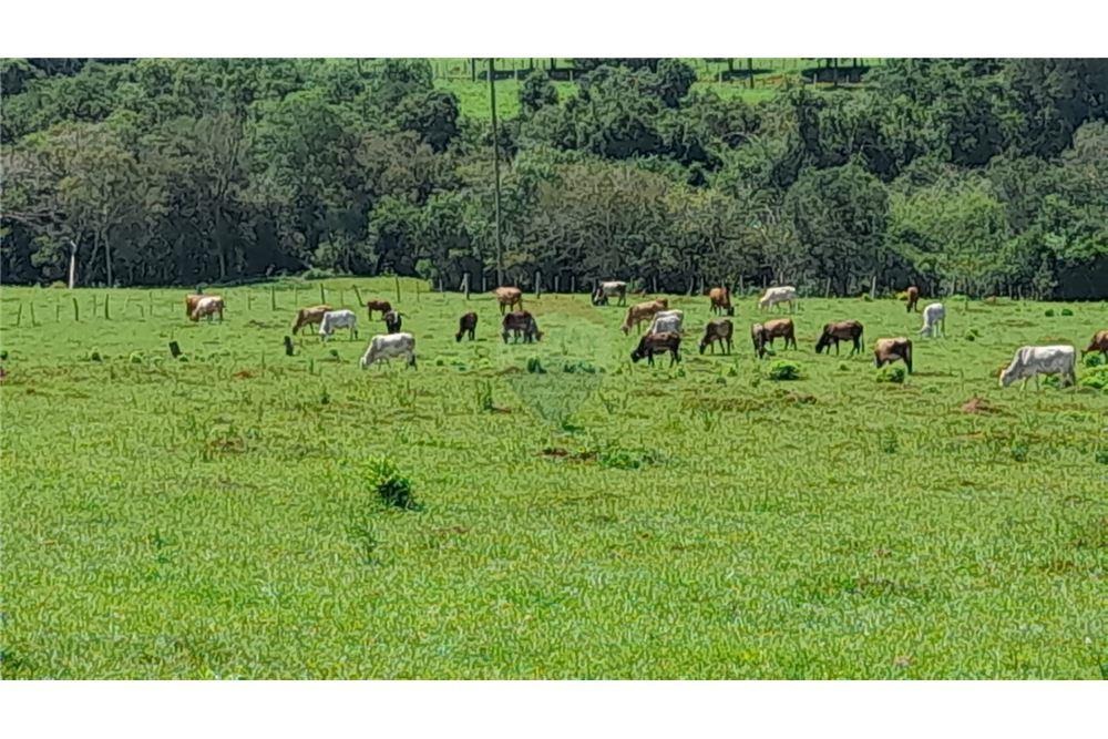 VENDO ESTANCIA GANADERA EN TRINIDAD ITAPUA — foto 2
