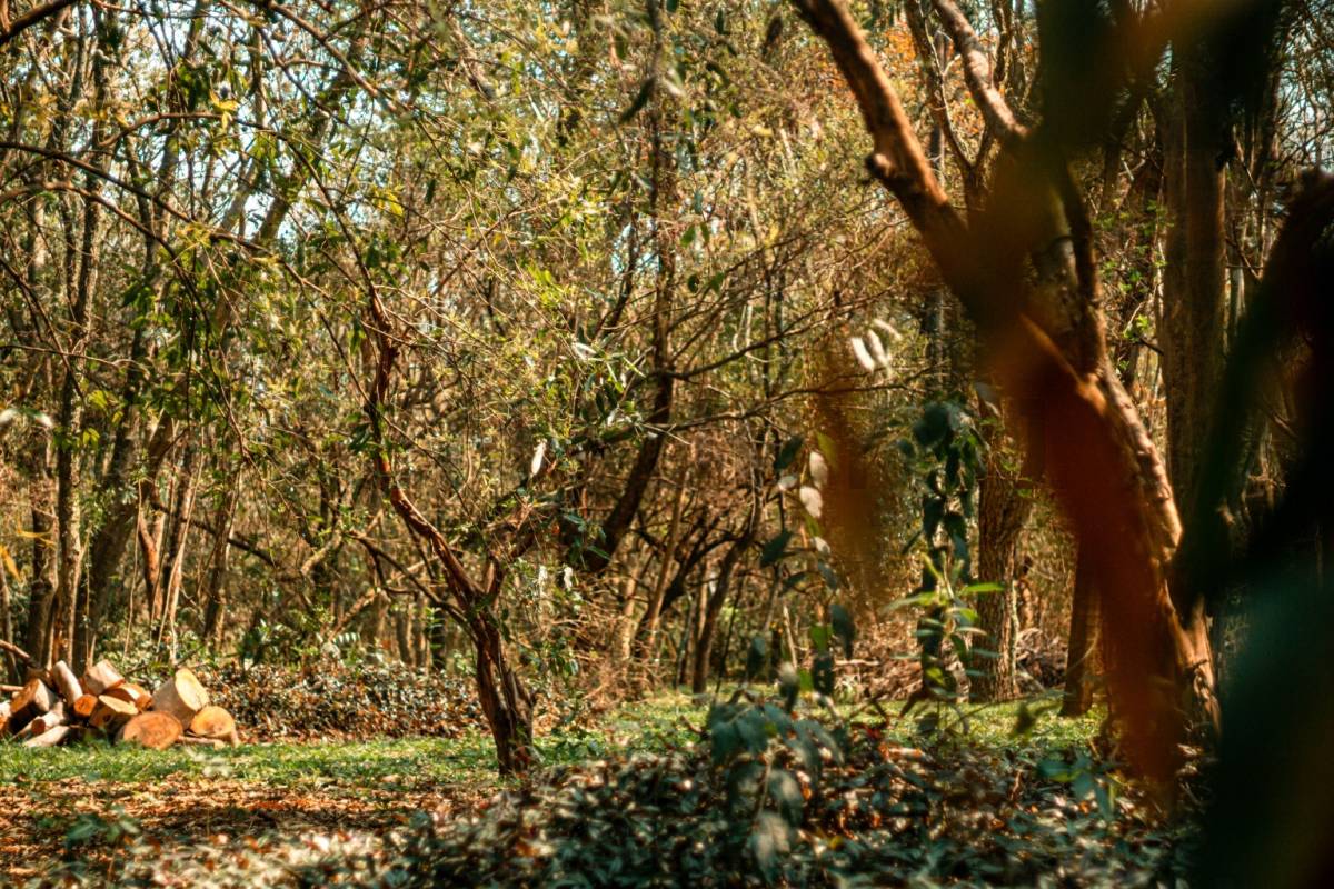 INIGUALABLE TERRENO EN LUQUE — foto 3