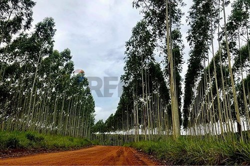 Estancia/Campo-Venta-PY San Pedro Choré — foto 2