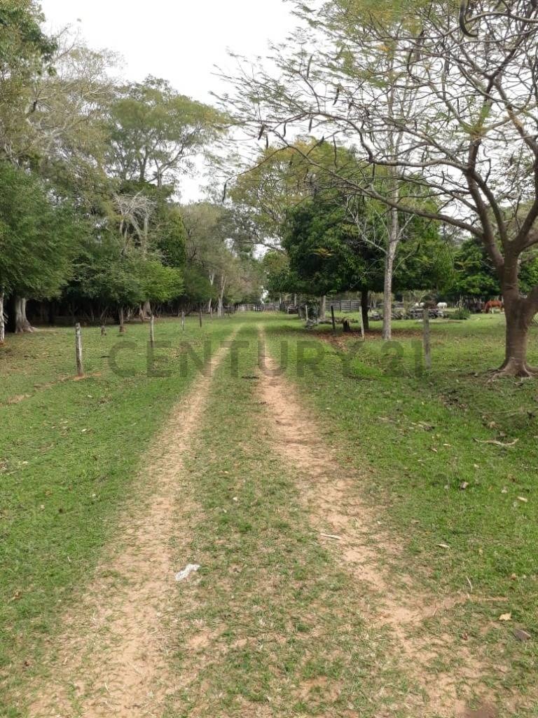 Vendo campo agricola, ganadero y forestal en Villa del Rosario - San Pedro — foto 2
