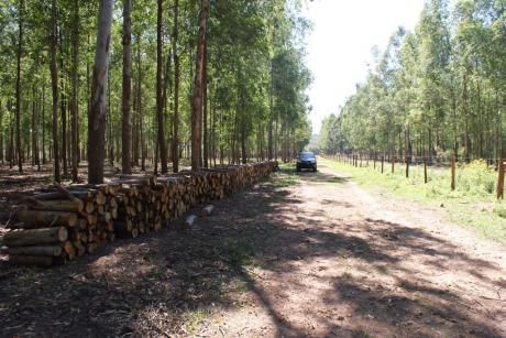 Terreno De 128 Ha. En Emboscada