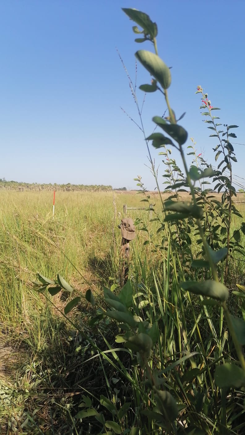 Vendo Campo de 533 Hectáreas en el Distrito de Villa del Rosario - CLCS7897346 — foto 2