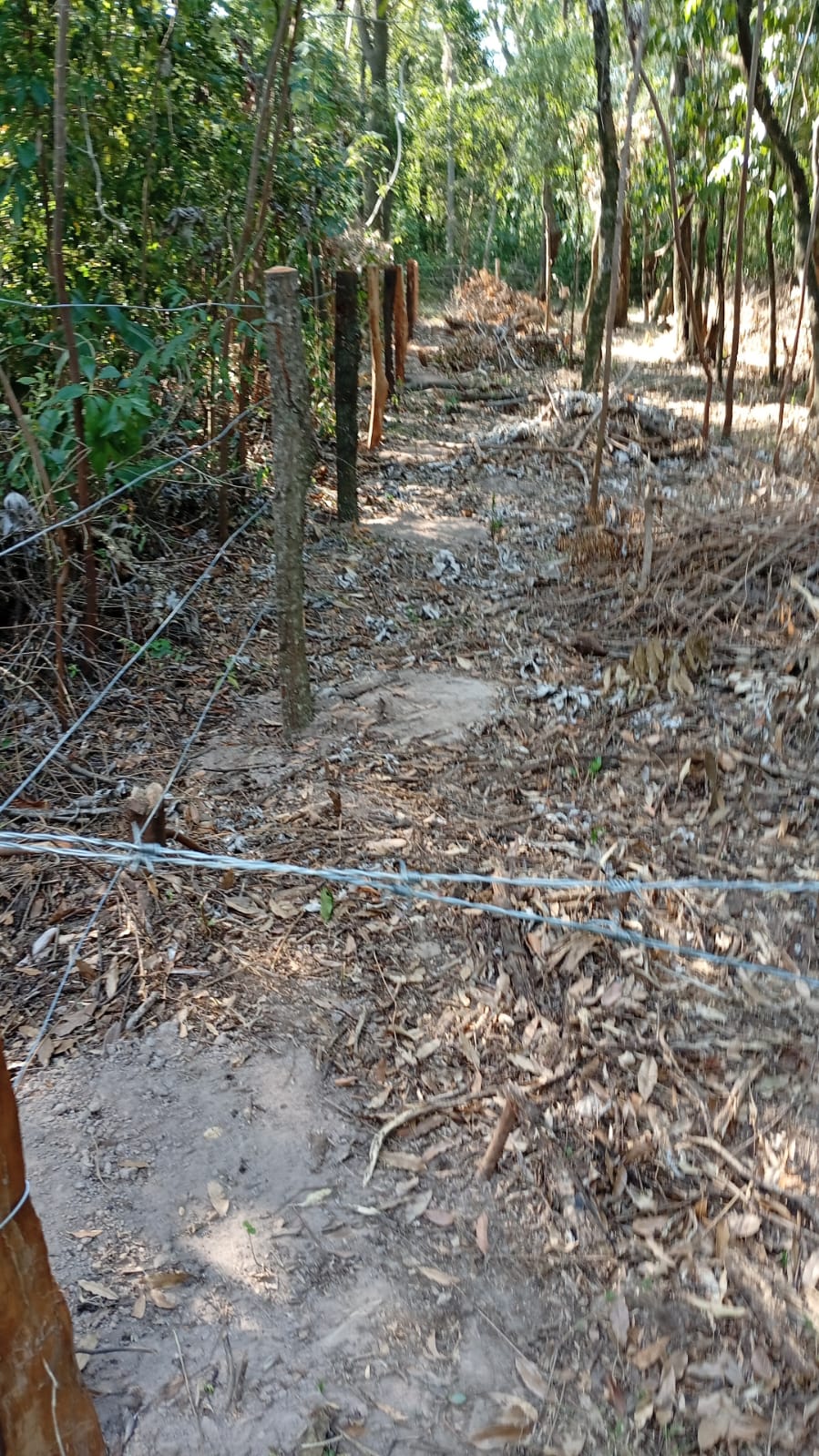 VENDO TERRENO EN CIERVO CÚA — foto 2