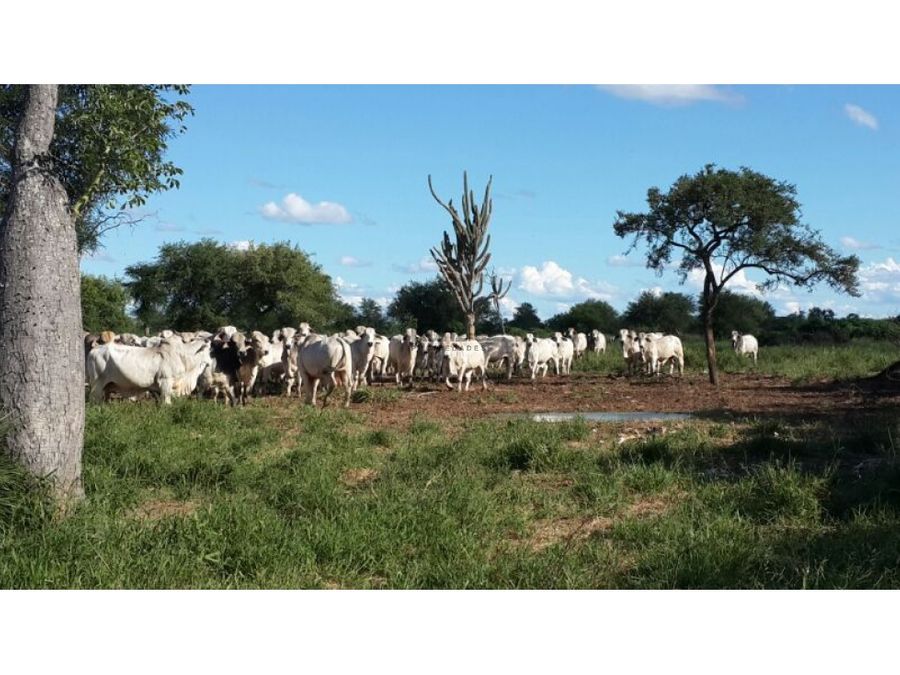 VENDO ESTANCIA DE 31677 EN ALTO PARAGUAY — foto 3