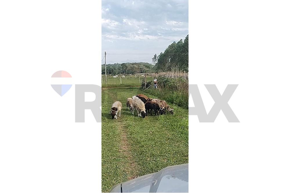 VENDON CASI 15   HECTAREAS EN ITACURUBI DE LA CORDILLERA — foto 2