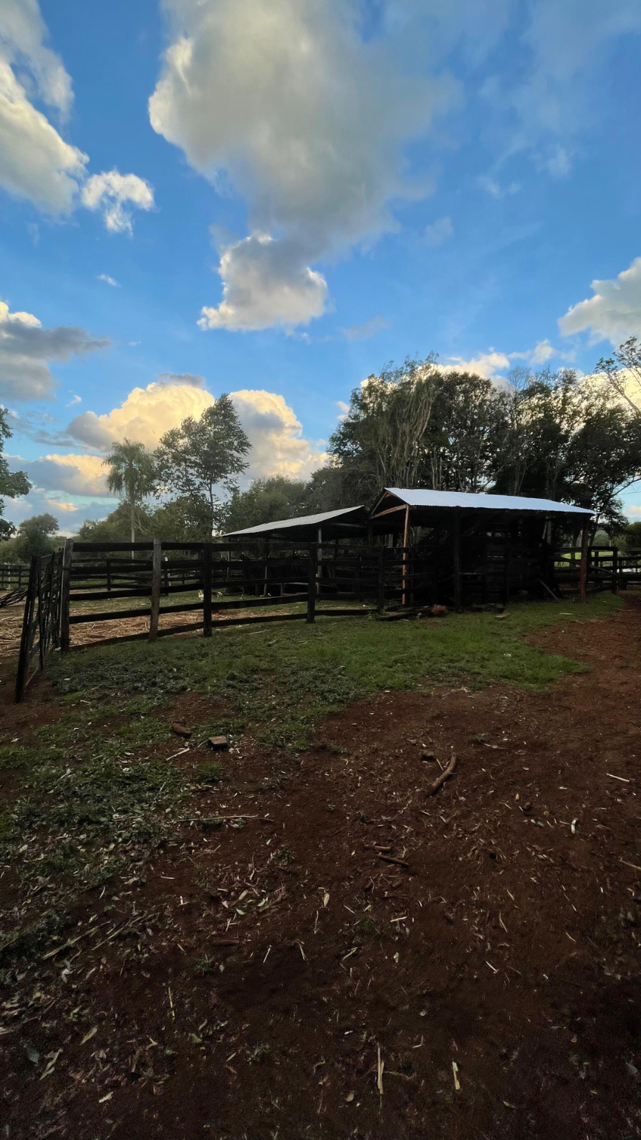 Vendo Hermosa Propiedad De 43 Hectáreas En Colonia Independencia Zona Joveré — foto 3