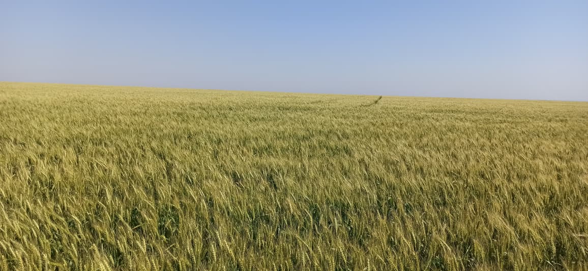 Vendo Campo Agrícola de 824 Hectáreas en Santa Rosa del Monday - CLCS7334533 — foto 2