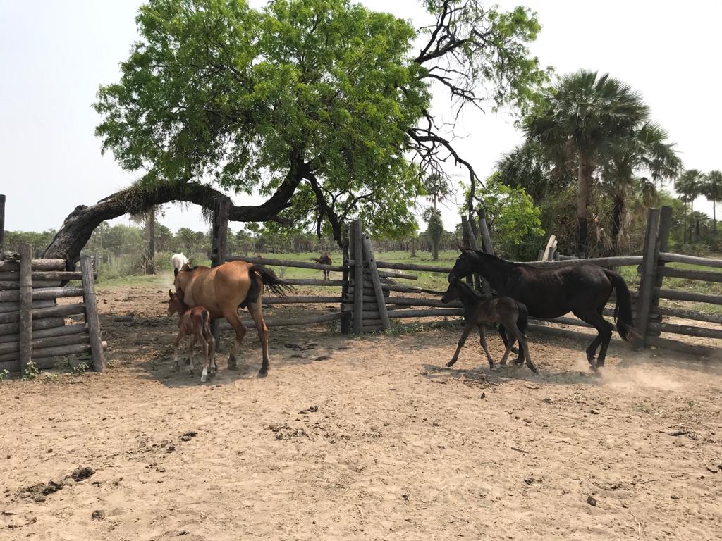 VENDO ESTANCIA EN FUERTE OLIMPO — foto 2