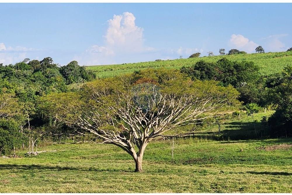 VENDO CAMPO AGROPECUARIO EN COLONIA INDEPENDENCIA — foto 2