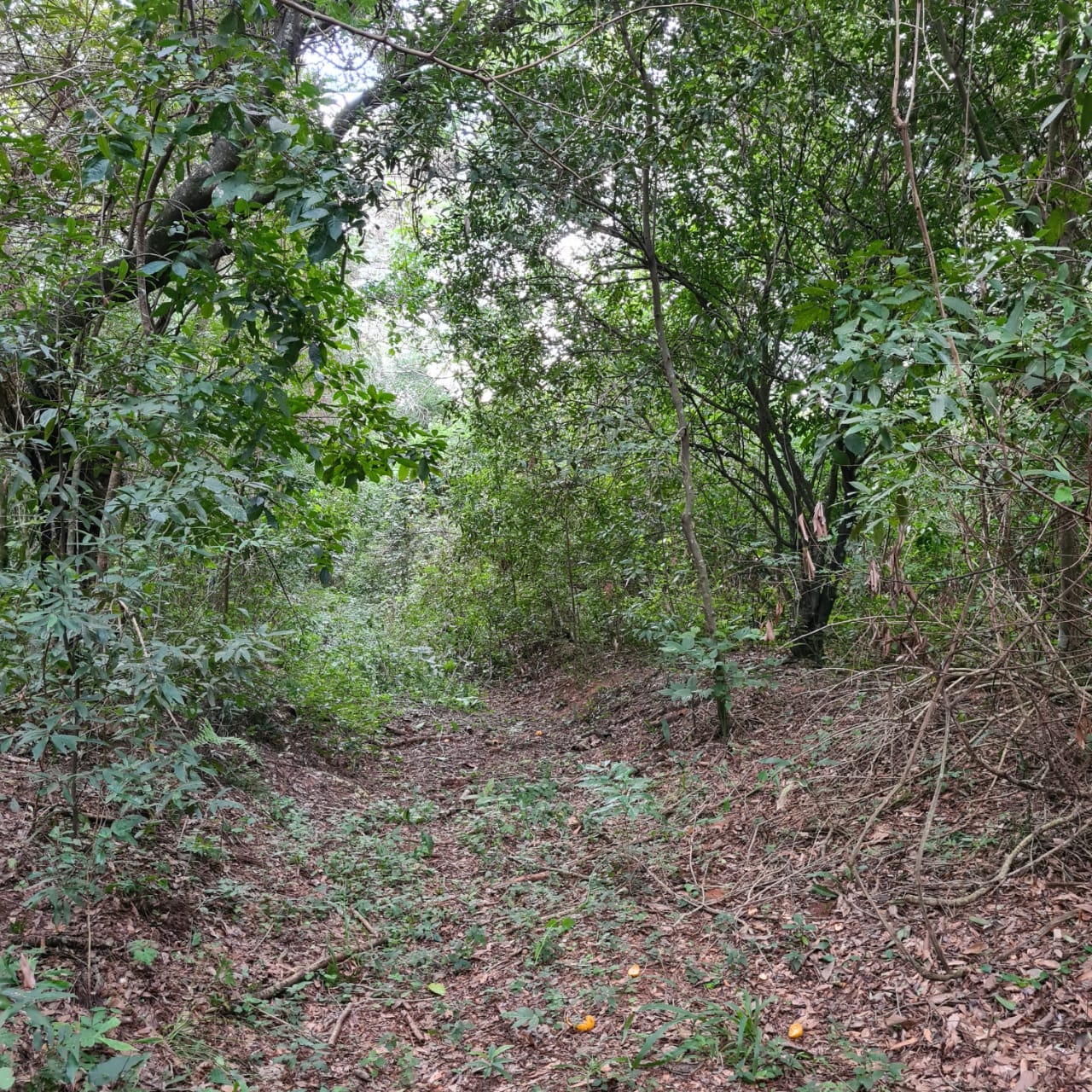 Venta De Terreno En Atyra — foto 3
