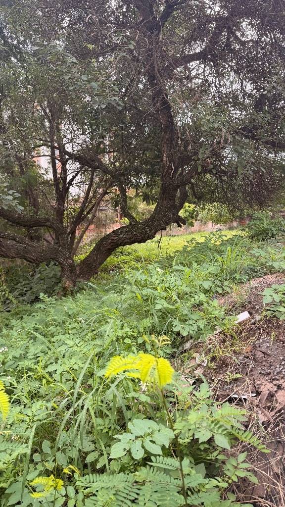 Terreno 625 m² en esquina | Luque — foto 2