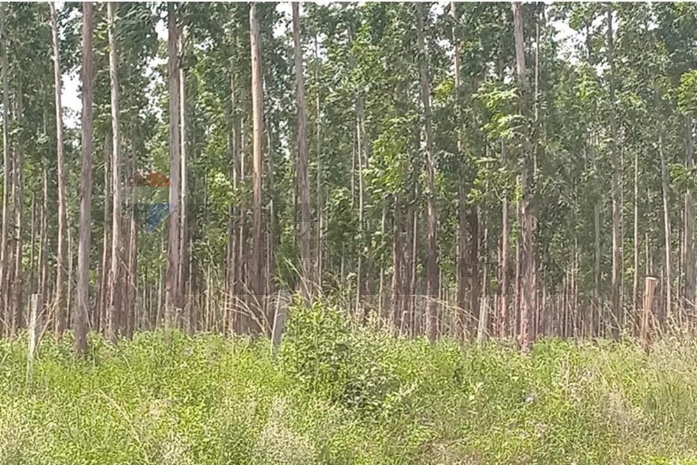 Estancia/Campo - Venta - Choré, San Pedro, Paraguay — foto 2