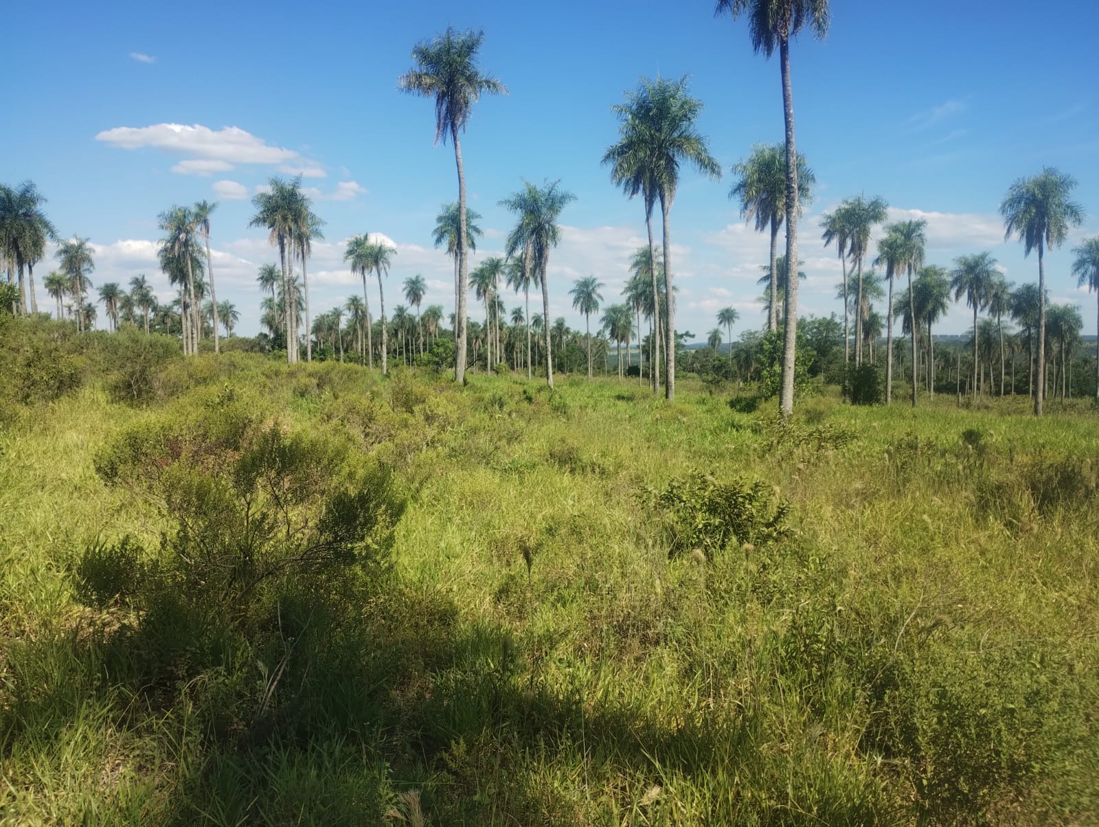 VENDO 12 HECTÁREAS Y MEDIA EN YCUA PORA PIRIBEBUY — foto 2