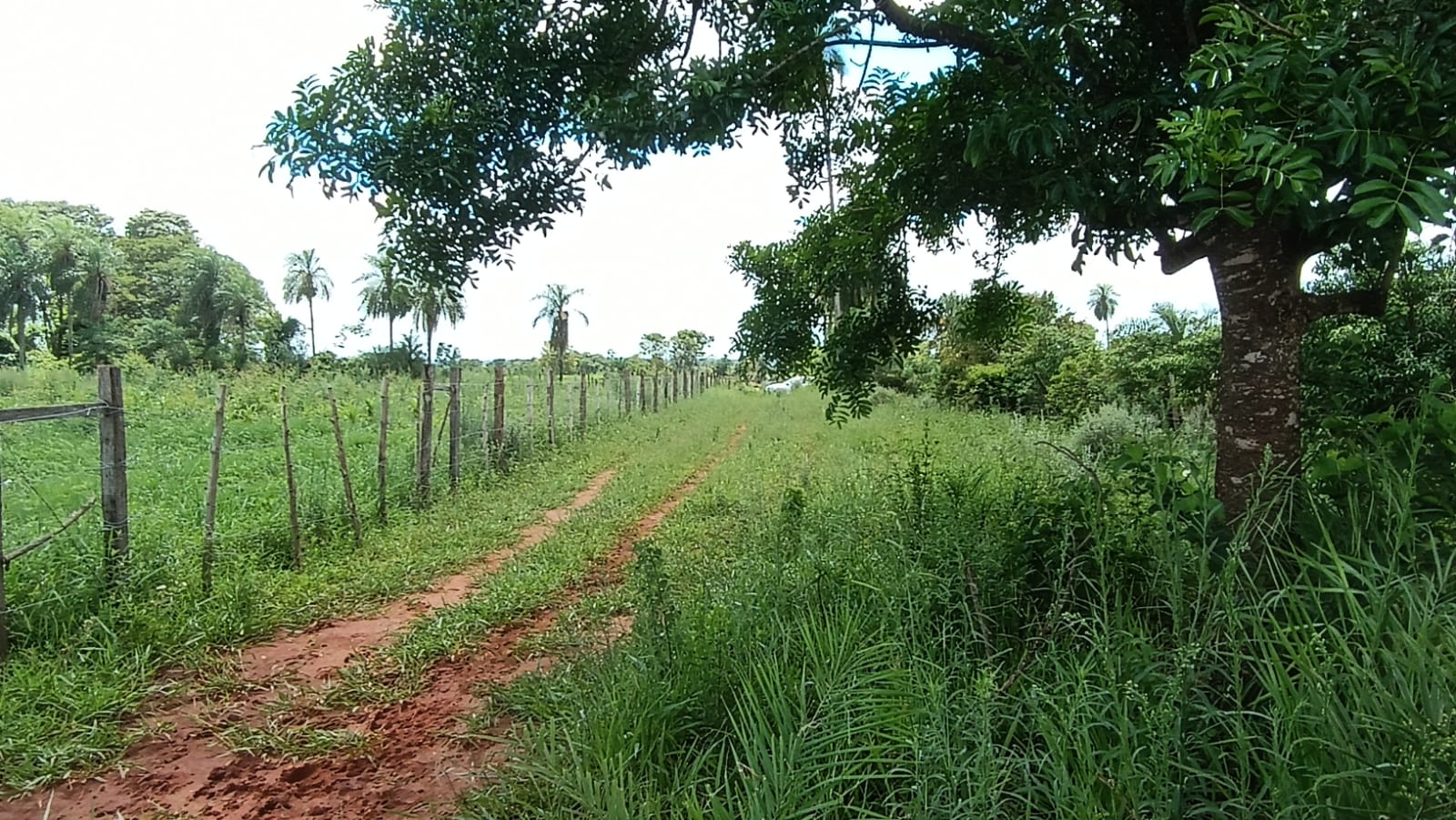VENDO HECTAREAS EN CAAGUAZU A POCOS METROS DE LA RUTA — foto 2