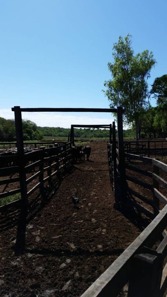 Campo Productivo de 80 Has. en San Pedro del Paraná – Agricultura y Ganadería — foto 2