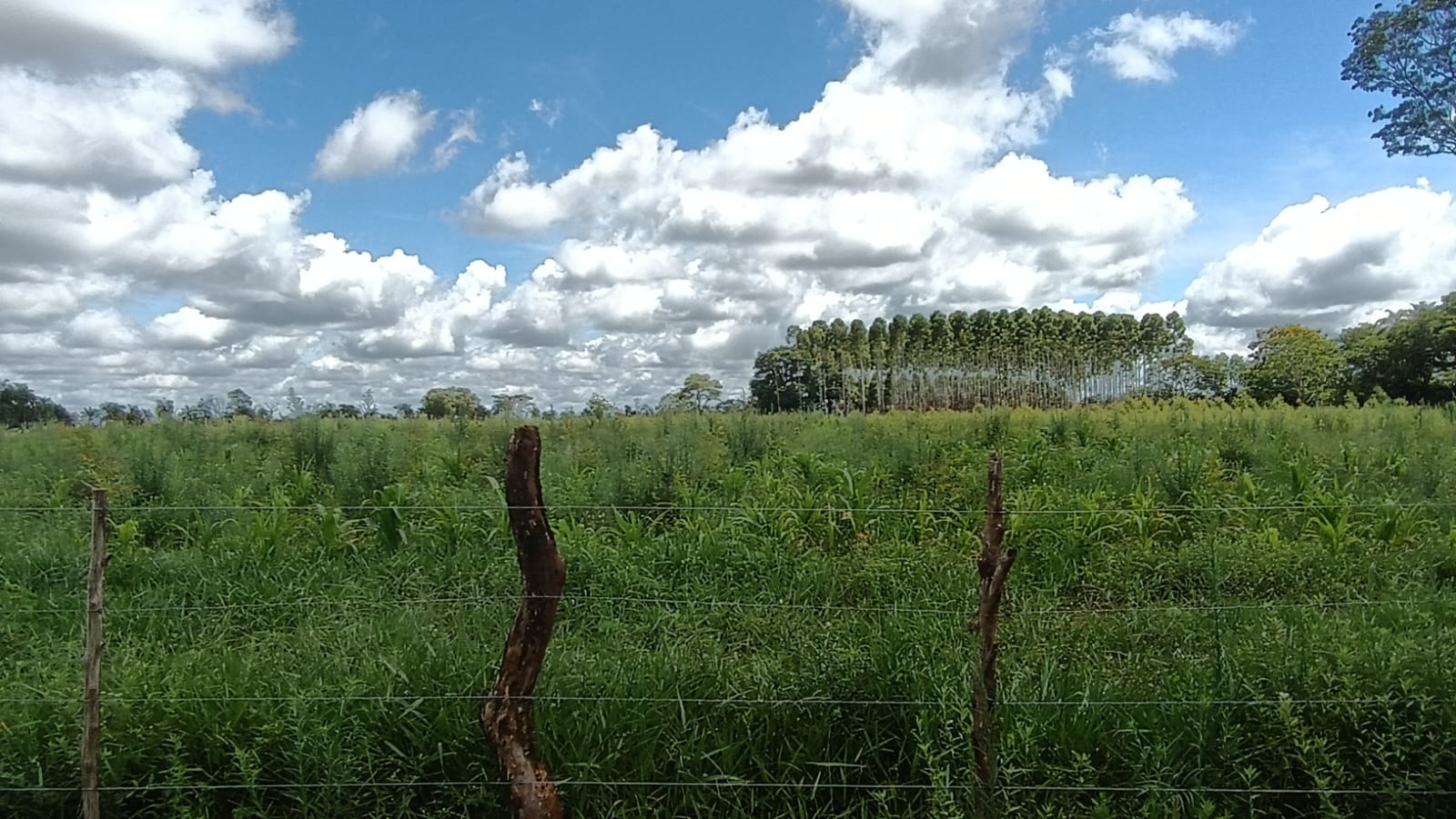 VENDO HECTAREAS EN CAAGUAZU A POCOS METROS DE LA RUTA — foto 3