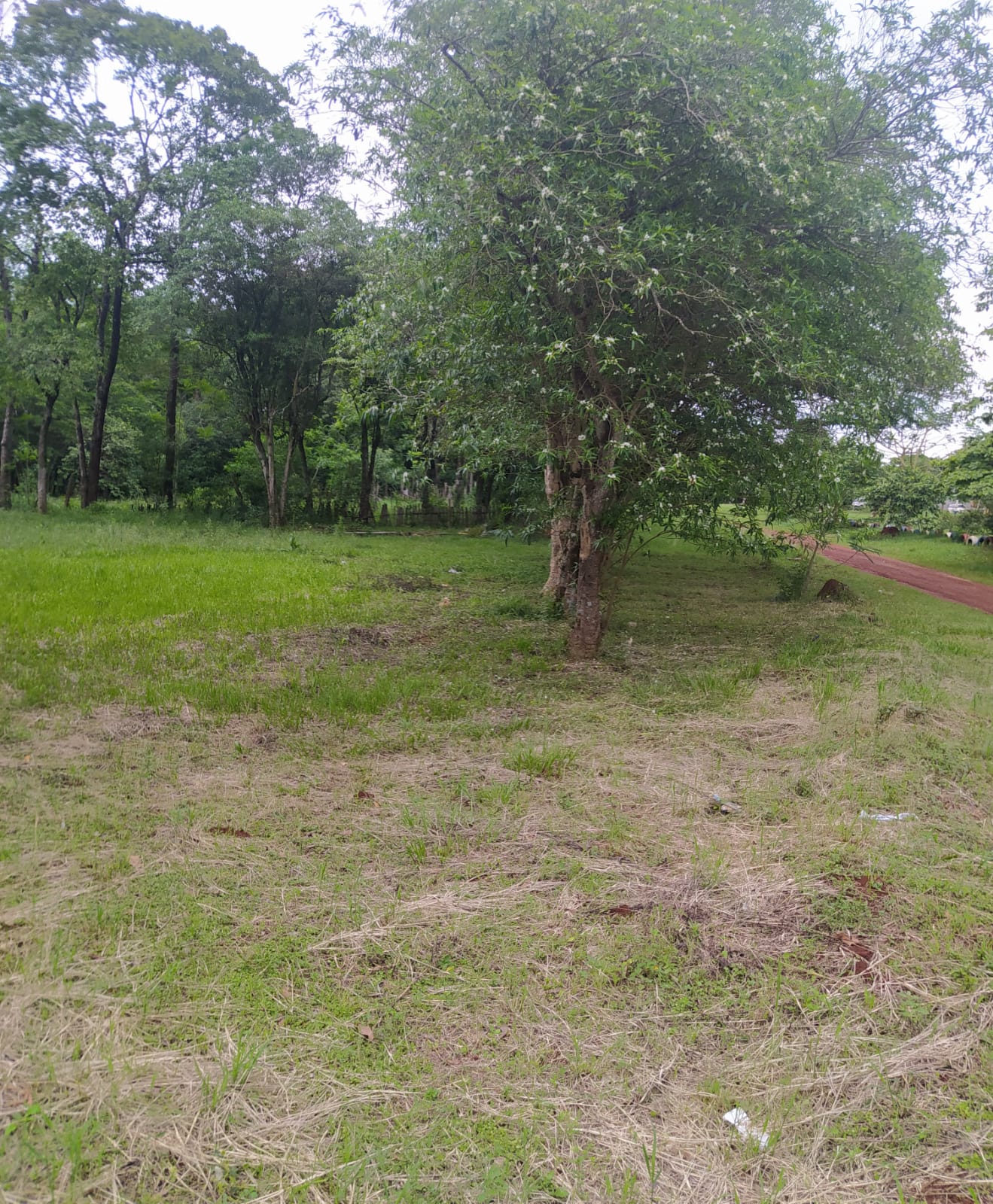 VENDO TERRENO EN DON BOSCO — foto 2