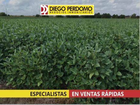 Campo En Venta, 34 Has En San Josè