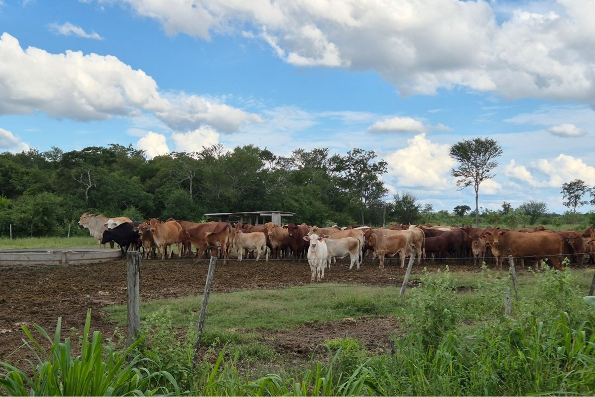 Estancia/Campo - Venta - Bahia Negra, Alto Paraguay, Paraguay — foto 3