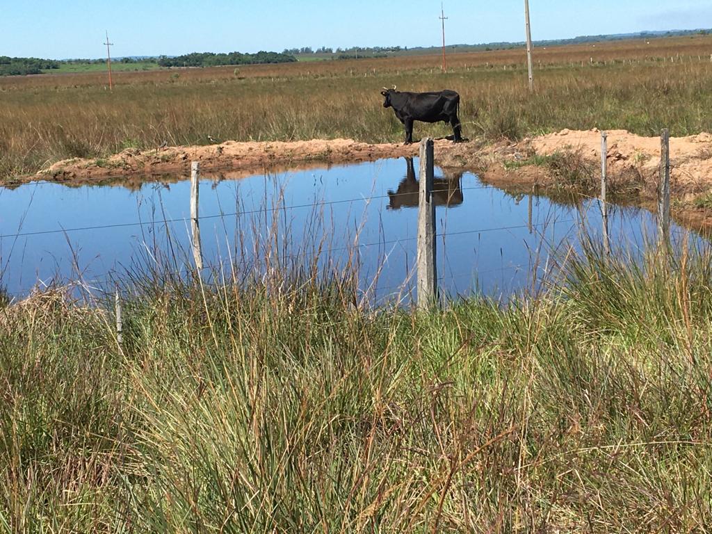 Campo Productivo de 90 Hectáreas en Venta – Ybycuí — foto 2