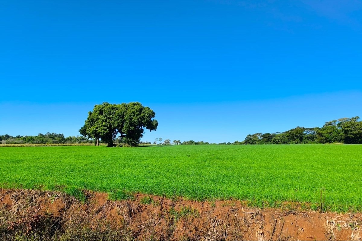 VENDO TERRENO EN FRAM, ITAPÚA — foto 3