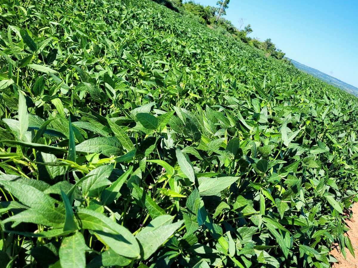 EXCELENTE CAMPO EN VENTA -CURUGUATY! – 1.001 HECTÁREAS PRODUCTIVAS ???? — foto 3
