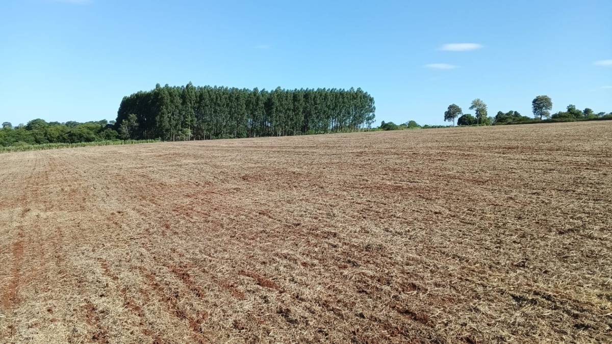 EN VENTA PROPIEDAD 8 HECTAREAS AGRICOLA MECANIZADA — foto 3