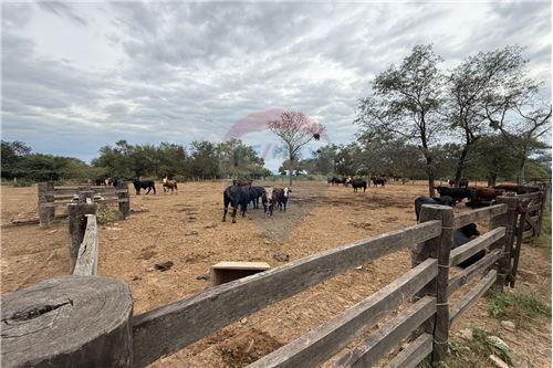 Estancia/Campo-Venta-PY Boquerón Neuland — foto 2