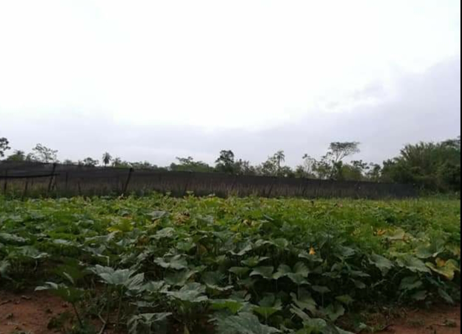 Se Vende 6 Hectáreas Con 3.457 Metros En Ciudad De Altos — foto 2
