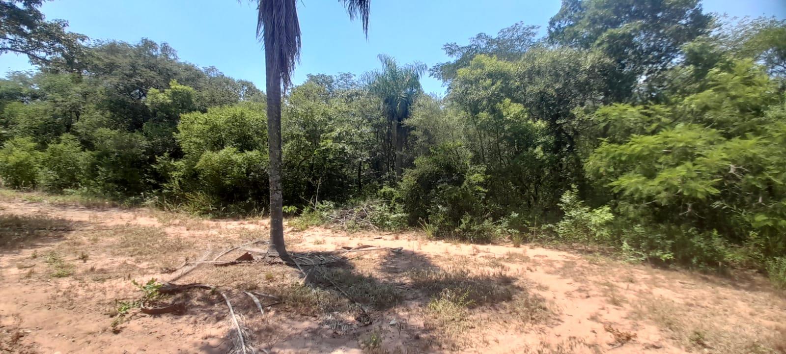 VENDO TERRENO EN NUEVA COLOMBIA — foto 3