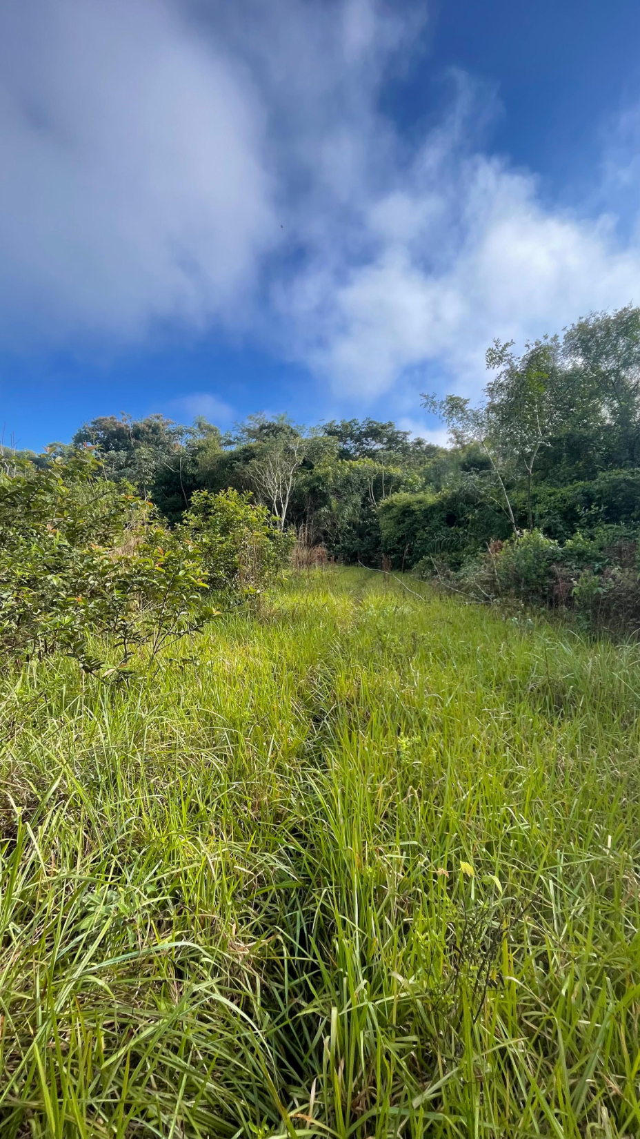 Vendo Propiedad De 11 Hectáreas En Eusebio Ayala - Cordillera — foto 2