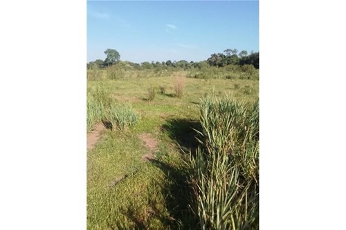 TERRENO DE 62 HECTAREAS EN CORONEL BOGADO — foto 2