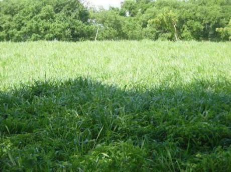 Terreno De 22000hectareas En El Dpto De Boqueron