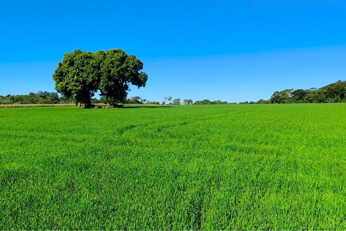 VENDO TERRENO EN FRAM, ITAPÚA — foto 2