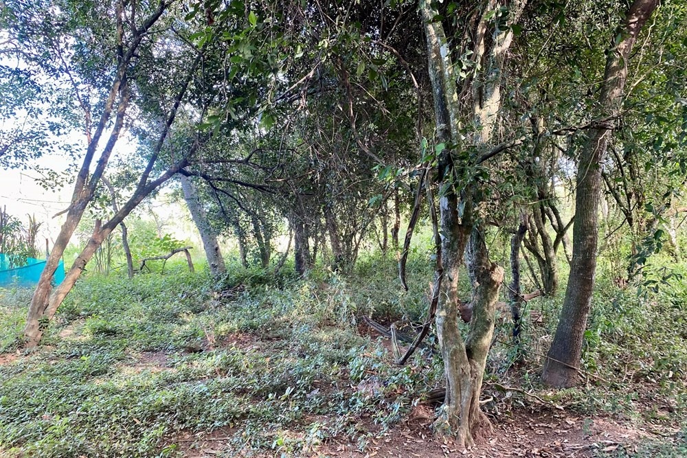 Terreno-Venta-Ruta PY03 Arroyos y Esteros, Arroyos Y Esteros, Cordillera — foto 3