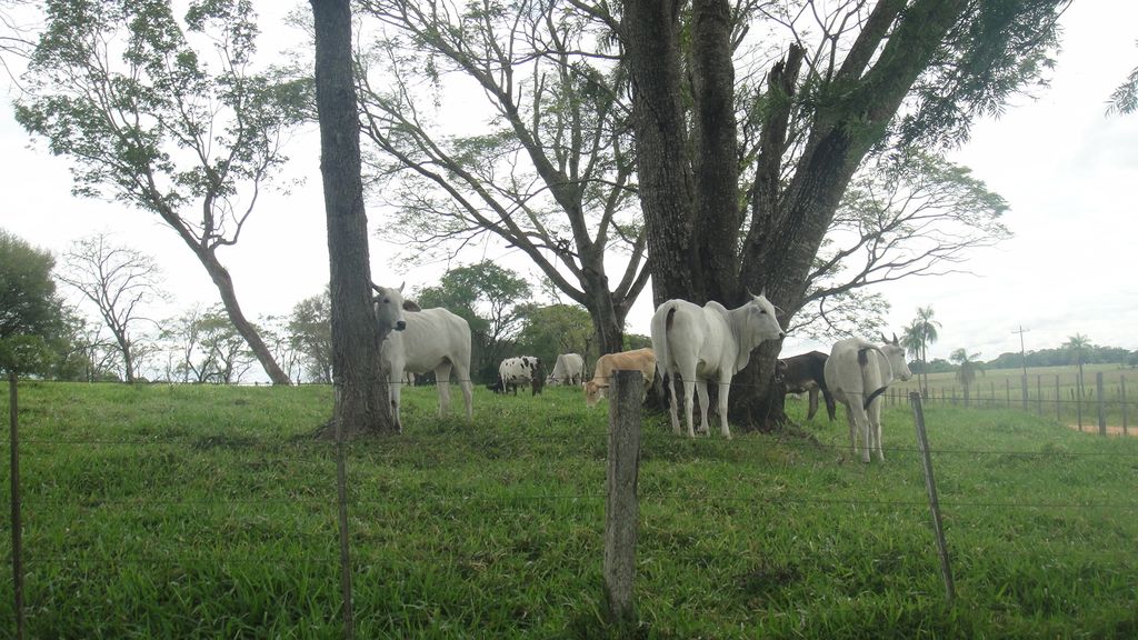 ESTANCIA FORMADA LA COLMENA PARA GANADERÍA ENGORDE INTENSIVO - SEMI INTENSIVO — foto 3
