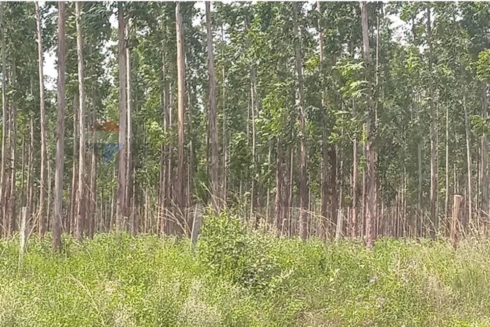 Venta de propiedad rural, reforestación, Choré, San Pedro — foto 3