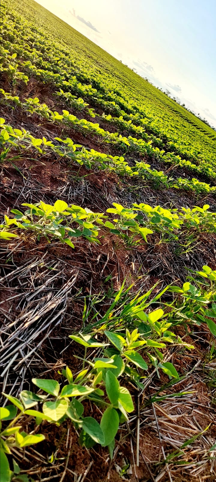 Vendo Campo en Curuguaty | 1.001 Ha Productivas | Desde Gs. 50 Millones/Ha — foto 2
