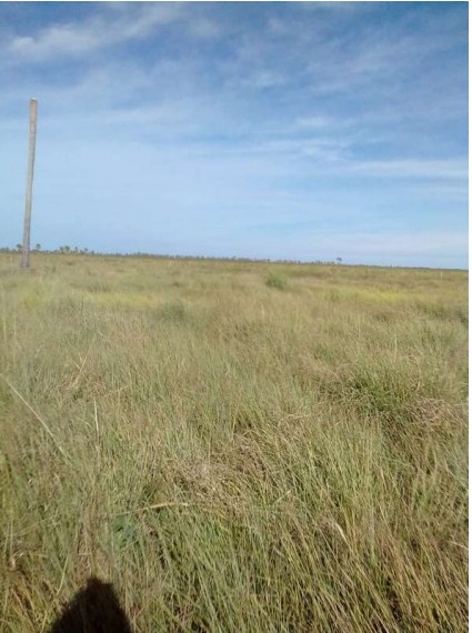 Vendo Campo de 4.911 Hectáreas en Yacarey-CLCS5673260 — foto 3