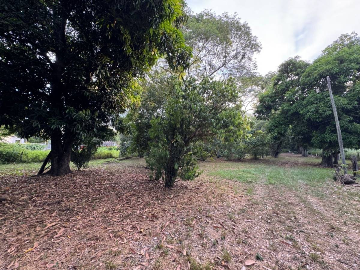 Venta de Terreno en San Bernardino, Cordillera — foto 2