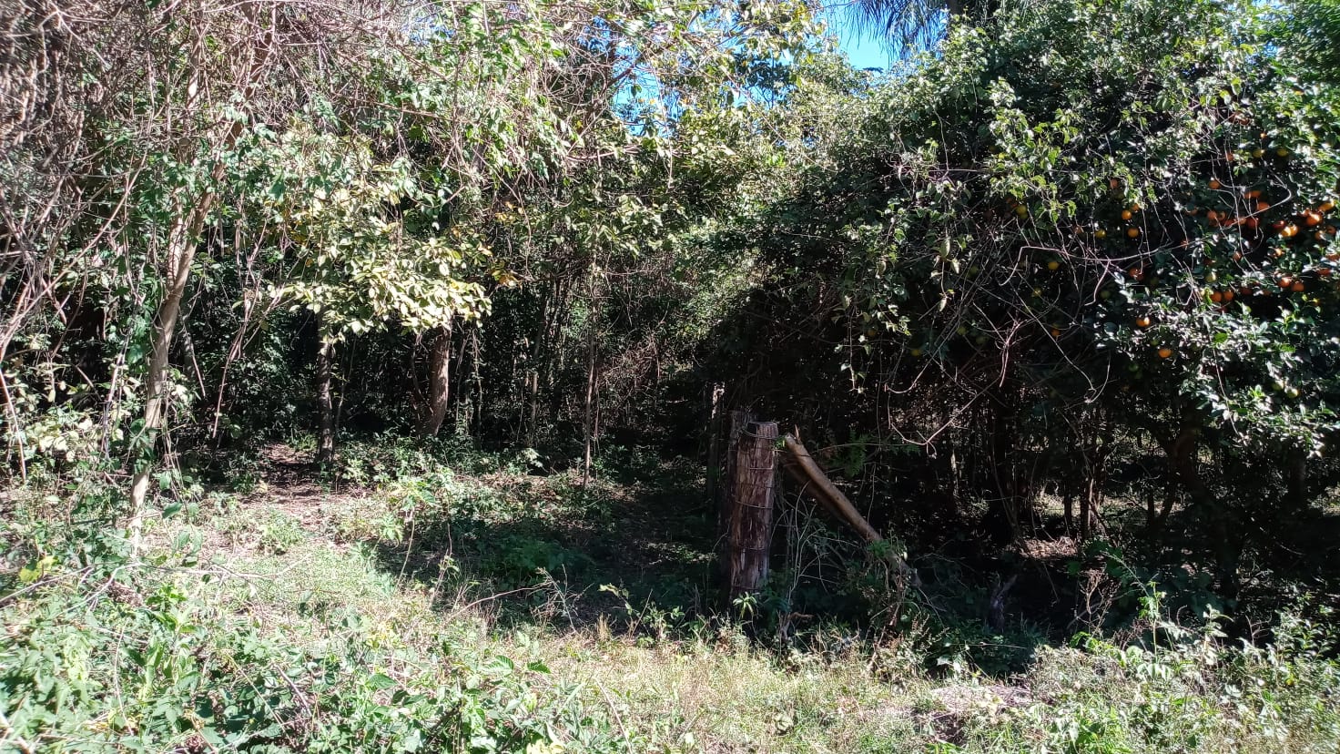 Propiedad en R.I. 3 Corrales Caaguazú - 150 Hectáreas — foto 2