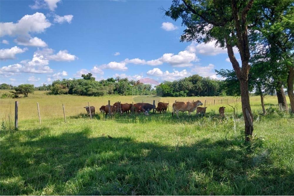 VENDO CAMPO EN TOBATI CORDILLERA 124 HECTAREAS — foto 2