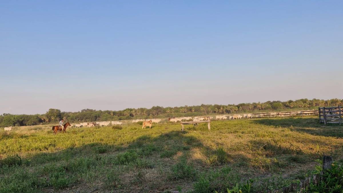 Vendo 326 HA  – Bajo Chaco, Distrito de General Bruguez, Presidente Hayes — foto 3