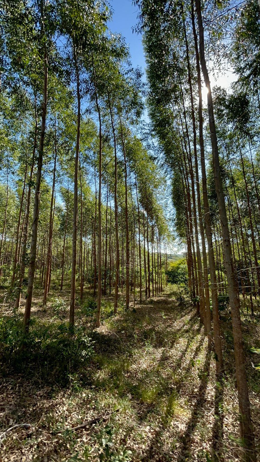 VENDO TERRENO EN CORONEL OVIEDO — foto 2