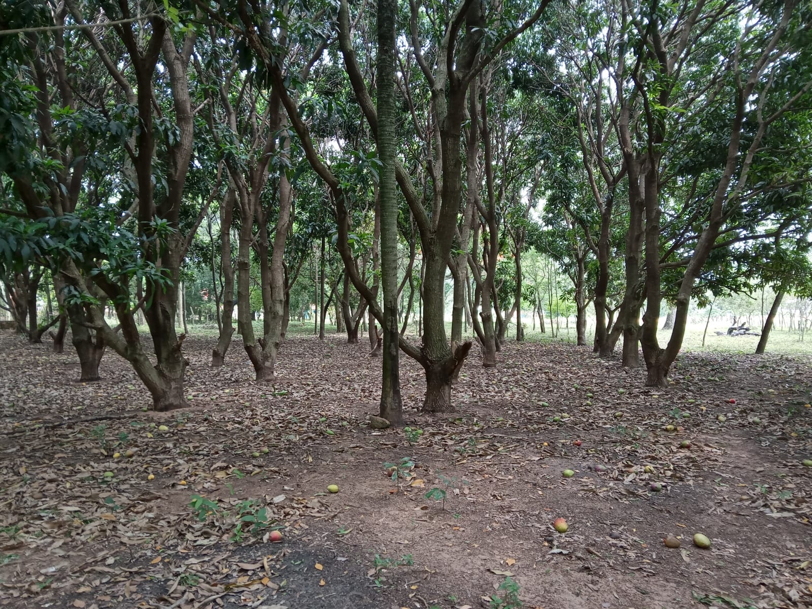 VENDO casi 1 hectarea en ALTOS con vista al cerro — foto 2