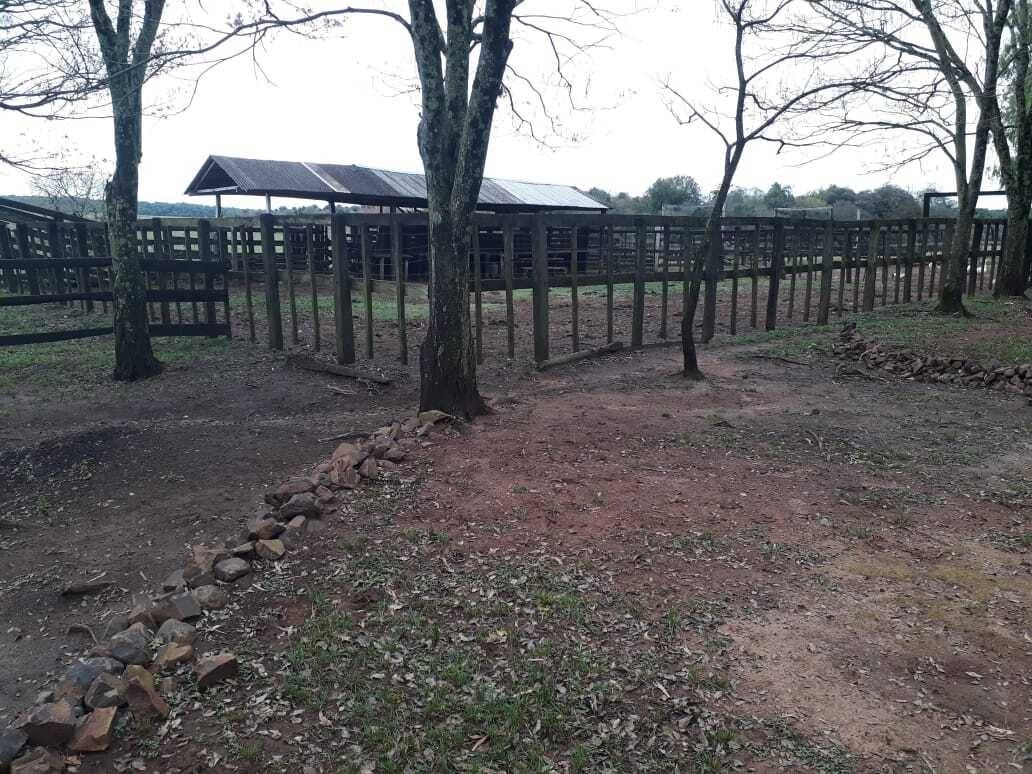 Campo Productivo de 80 Has. en San Pedro del Paraná – Agricultura y Ganadería — foto 3