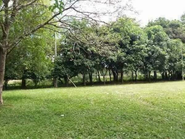 VENTA DE 285 HECTÁREAS - SAN MIGUEL, MISIONES — foto 3