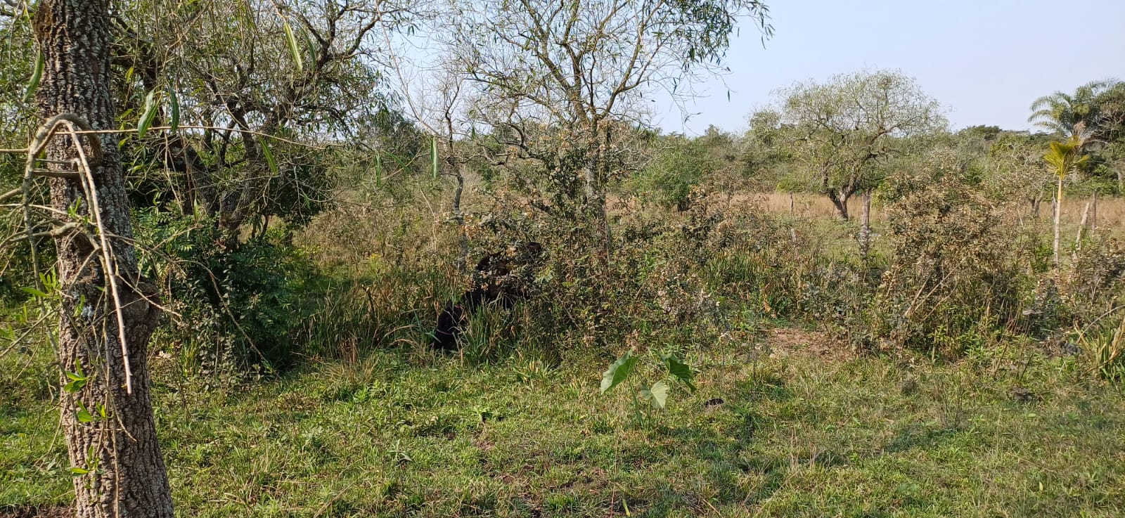 TERRENO EN LOMA GRANDE EN VENTA. ????️???? — foto 3