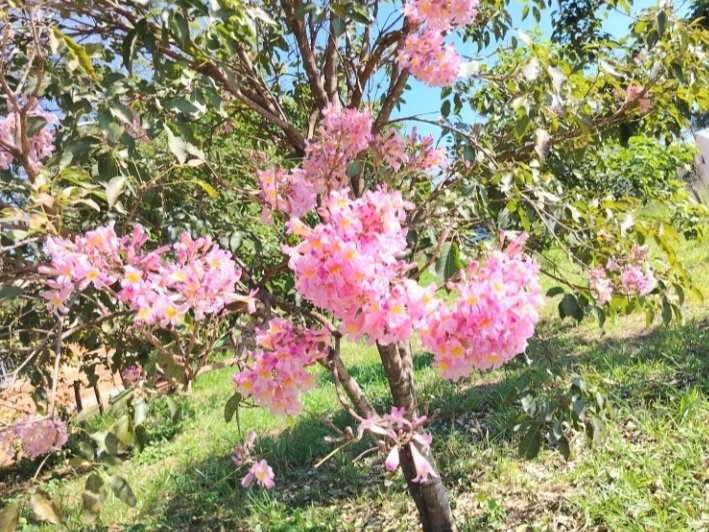 TERRENO EN VENTA – CAACUPÉ, LOMA GUAZÚ — foto 3