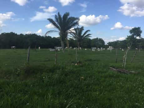 Terreno En Venta A 12 $ El M2